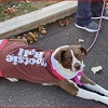 Doggie Halloween Parade - October 26, 2024 Preview Image